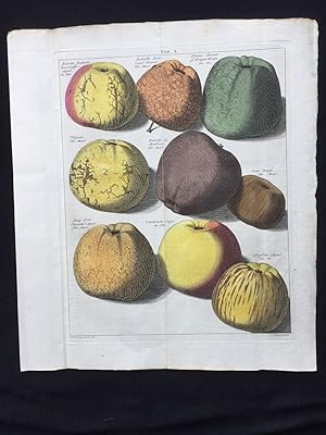 Bild des Verk�ufers f�r �pfel. Einzelblatt aus: Pomologia, das ist Beschreibungen und Abbildungen der besten Sorten der Aepfel und Birnen. zum Verkauf von Antiquariat Cellensia
