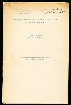 A structural study of the caterpillars II. the Sphingidae