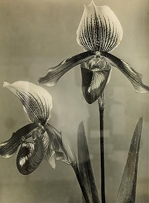 'Cypripedium Venanthemum' Gelatin Silver Print