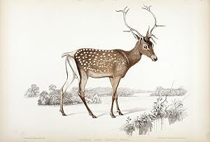 Persian Deer Cervus Maral. Summer