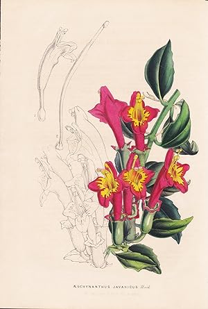 Seller image for "Aeschynanthus Javanicus" - Java Blume flower flowers Blume Botanik Botanical Botany for sale by Antiquariat Steffen Vlkel GmbH