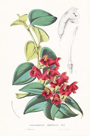 Seller image for "Aeschynanthus Cordifolius" - Borneo flowers Blume Blumen botanical Botanik Botanical Botany for sale by Antiquariat Steffen Vlkel GmbH