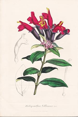 Seller image for "Aeschynanthus Lobbianus" - Java Blume flower flowers Blume Botanik Botanical Botany for sale by Antiquariat Steffen Vlkel GmbH