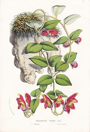 Seller image for "Aeschynanthus Tricolor" - Borneo Blume flower flowers Blume Botanik Botanical Botany for sale by Antiquariat Steffen Vlkel GmbH