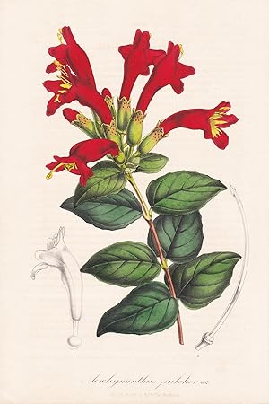 Seller image for "Aeschynanthus Pulcher" - Java Blume Blumen flowers flower botanical Botanik Botanical Botany for sale by Antiquariat Steffen Vlkel GmbH