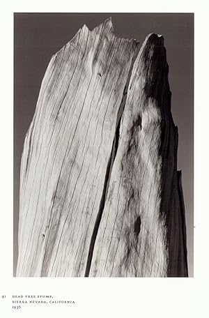 Immagine del venditore per Ansel Adams at 100. venduto da Librairie de l'Amateur