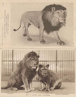 African Lion London Zoo Lioness Museum 2x Old Postcard s