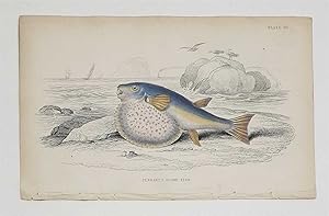 Pennant Globe Fish (Original c.1840 Fish Print, Colour Engraving)