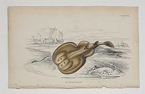British Torpedo (Original c.1840 Fish Print, Colour Engraving)
