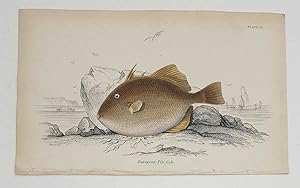 European Pile Fish (Original c.1840 Fish Print, Colour Engraving)