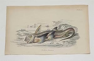 Northern Chimaera (Original c.1840 Fish Print, Colour Engraving)