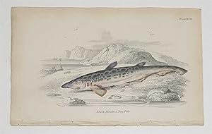 Black Mouthed Dogfish (Original c.1840 Fish Print, Colour Engraving)