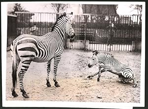 Photo Ansicht London, Zebranachwuchs im Zoo