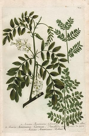 "a. Acacia Americana sylvestris flore albo. b. Acacia Americana Cornuti. Poincillada ou la poince...