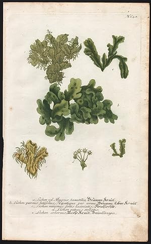 "a. Lichen vel Muscus Saxatilis. " / "N. 648" - Lichen Flechte Botanik botany botanique Phytantho...