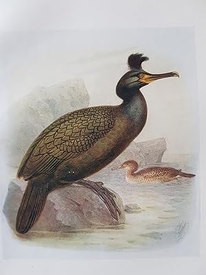 Shag Original 1907 lithograph British Bird Print Phalacrocorax graculus