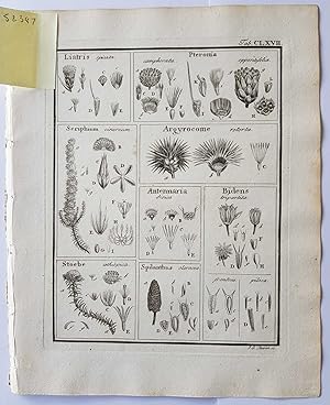 Fruct. Sem. Pl. Original 1788 Botanical Engraving Fruit seeds sectional print