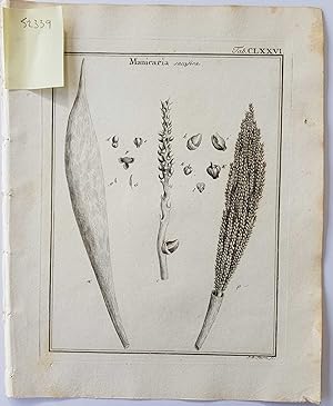 Fruct. Sem. Pl. Original 1788 Botanical Engraving Fruit seeds sectional print