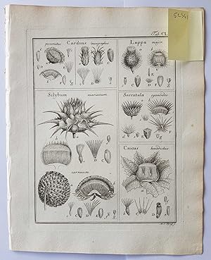 Fruct. Sem. Pl. Original 1788 Botanical Engraving Fruit seeds sectional print