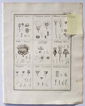 Fruct. Sem. Pl. Original 1788 Botanical Engraving Fruit seeds sectional print