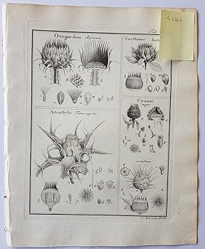 Fruct. Sem. Pl. Original 1788 Botanical Engraving Fruit seeds sectional print