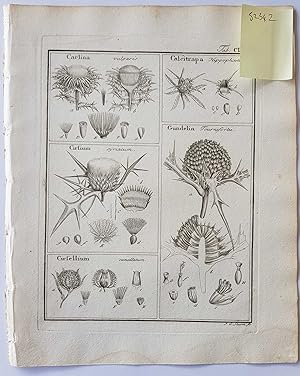 Fruct. Sem. Pl. Original 1788 Botanical Engraving Fruit seeds sectional print