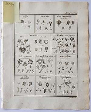 Fruct. Sem. Pl. Original 1788 Botanical Engraving Fruit seeds sectional print