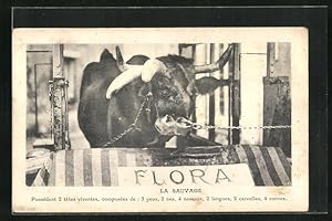 Ansichtskarte Missgestaltetes Rind mit 2 Mäulern und 4 Hörnern
