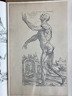 Seller image for Douze prparations anatomiques idalises. Provenant de De humani corporis fabrica. for sale by ShepherdsBook