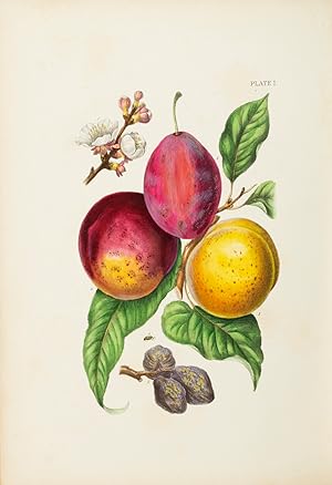 A TREATISE ON THE INSECT ENEMIES OF FRUIT AND FRUIT TREES, WITH NUMEROUS ILLUSTRATIONS DRAWN FROM...