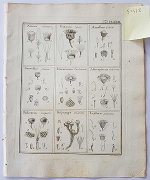 Fruct. Sem. Pl. Original 1788 Botanical Engraving Fruit seeds sectional print Arnica