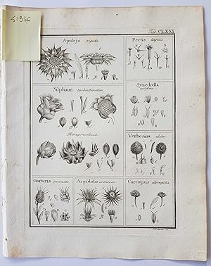 Fruct. Sem. Pl. Original 1788 Botanical Engraving Fruit seeds sectional print