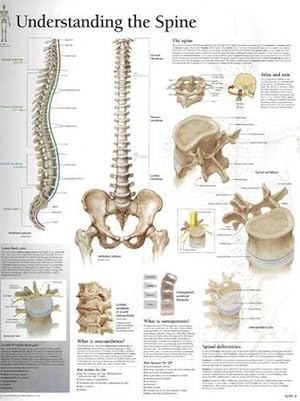 Seller image for Understanding the Spine Paper Poster (Paperback) for sale by Grand Eagle Retail