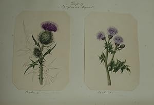 Album of original botanical watercolours