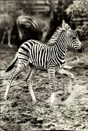Foto Ansichtskarte / Postkarte Zebras, Jungtier