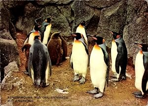 Ansichtskarte / Postkarte Frankfurt am Main, Zoo, Königspinguine aus der Antarktis mit Jungtieren