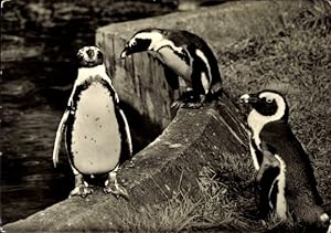 Ansichtskarte / Postkarte Drei Pinguine im Zoo