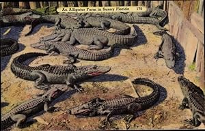 Ansichtskarte / Postkarte Florida USA, An Alligator farm, Krokodile