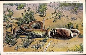 Ansichtskarte / Postkarte Rattle snake swallowing a rabbit, Klapperschlange