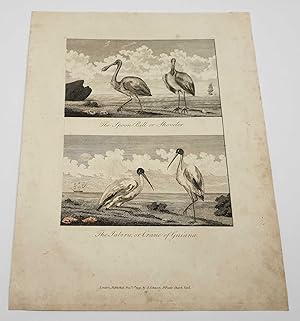 Spoon Bill & Guyanan Crane, Original 1791 Bird Print Engraving
