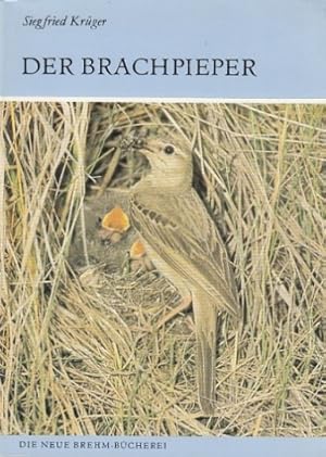 Der Brachpieper (Anthus campestris)