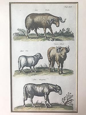 Bild des Verkufers fr Hand-coloured Copper Engraving of Sheep from 'Historia Naturalis' zum Verkauf von Harrison-Hiett Rare Books