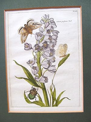 Persische Glockenblume, Lilium persicum Dod., Blatt XXIII *Fritillaria persica*, mit Schmetterlin...