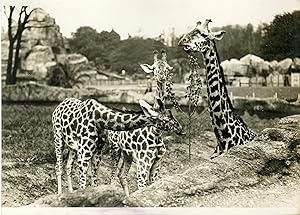 "GIRAFES (JARDIN ZOOLOGIQUE EXPOSITION COLONIALE 1931)" Photo de presse originale G. DEVRED Agenc...