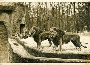 "LIONS (JARDIN ZOOLOGIQUE EXPOSITION COLONIALE 1931)" Photo de presse originale G. DEVRED Agence ...