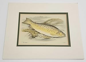 Gillaroo Trout (Fish Print 1898 Original Chromolithograph)