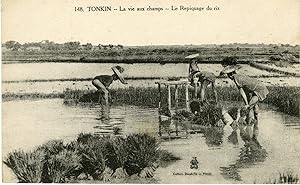 "TONKIN : Le Repiquage du riz" Carte postale originale (Collection DIEULEFILS Hanoï début 1900)