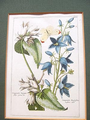 Glockenblumen: Campanula vulgatior, Campanula perscifolia. Altkolorierter Kupferstich mit Schmett...