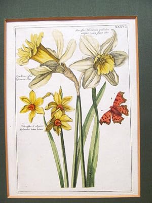 Narzissen: Narcissus maximus pallidus - Pseudonarcissus hispanicus - Narcissus d`Argiers. Altkolo...
