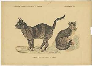 Antique Print of two Cats (c.1898)